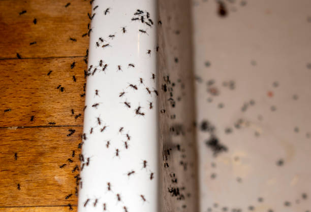 Best Flea Control Services  in Rock Hill, NY